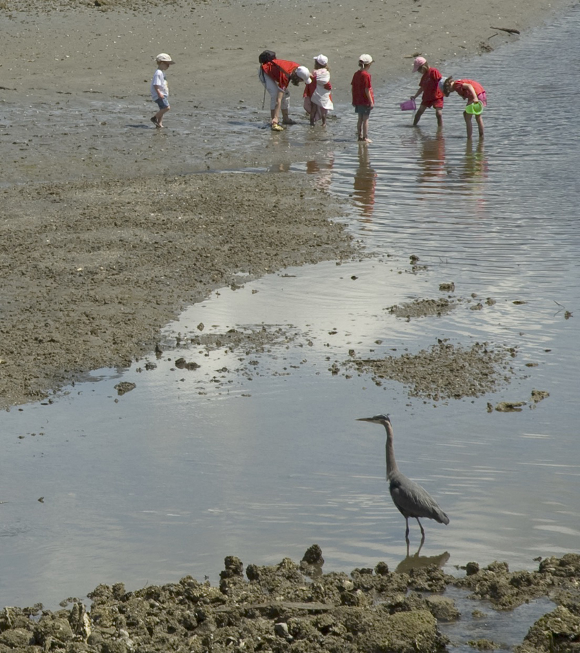 Heron and People on Family Beach-4788 Small